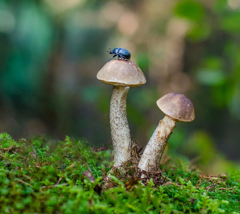 black beetle on two brown mushrooms close up photo, nature, insects, HD wallpaper