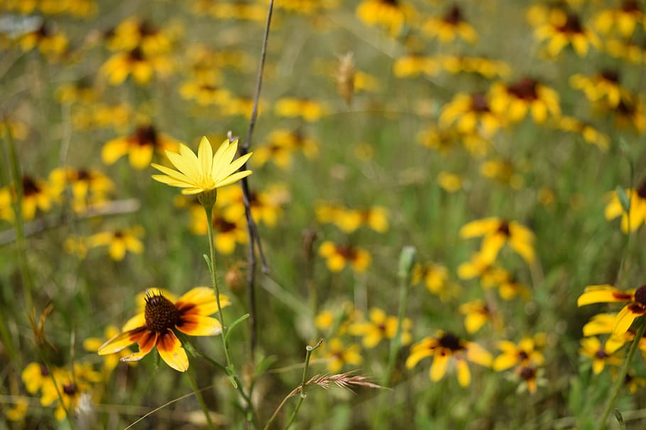 flower, texas, field, spring, meadow, wild, blossom, wildflower HD wallpaper