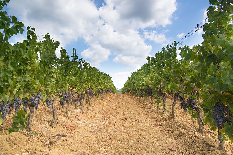 vineyard, grapes, landscape, italy, green, rural, nature, winery, HD wallpaper