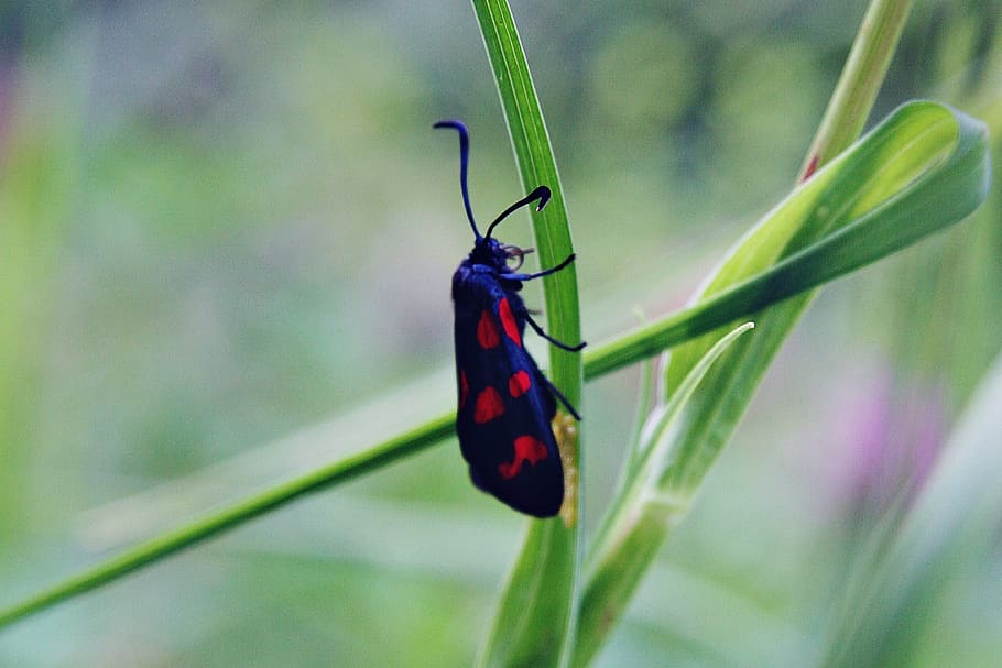 six stain burnet, black, red, coat, costume, nature, grass HD wallpaper