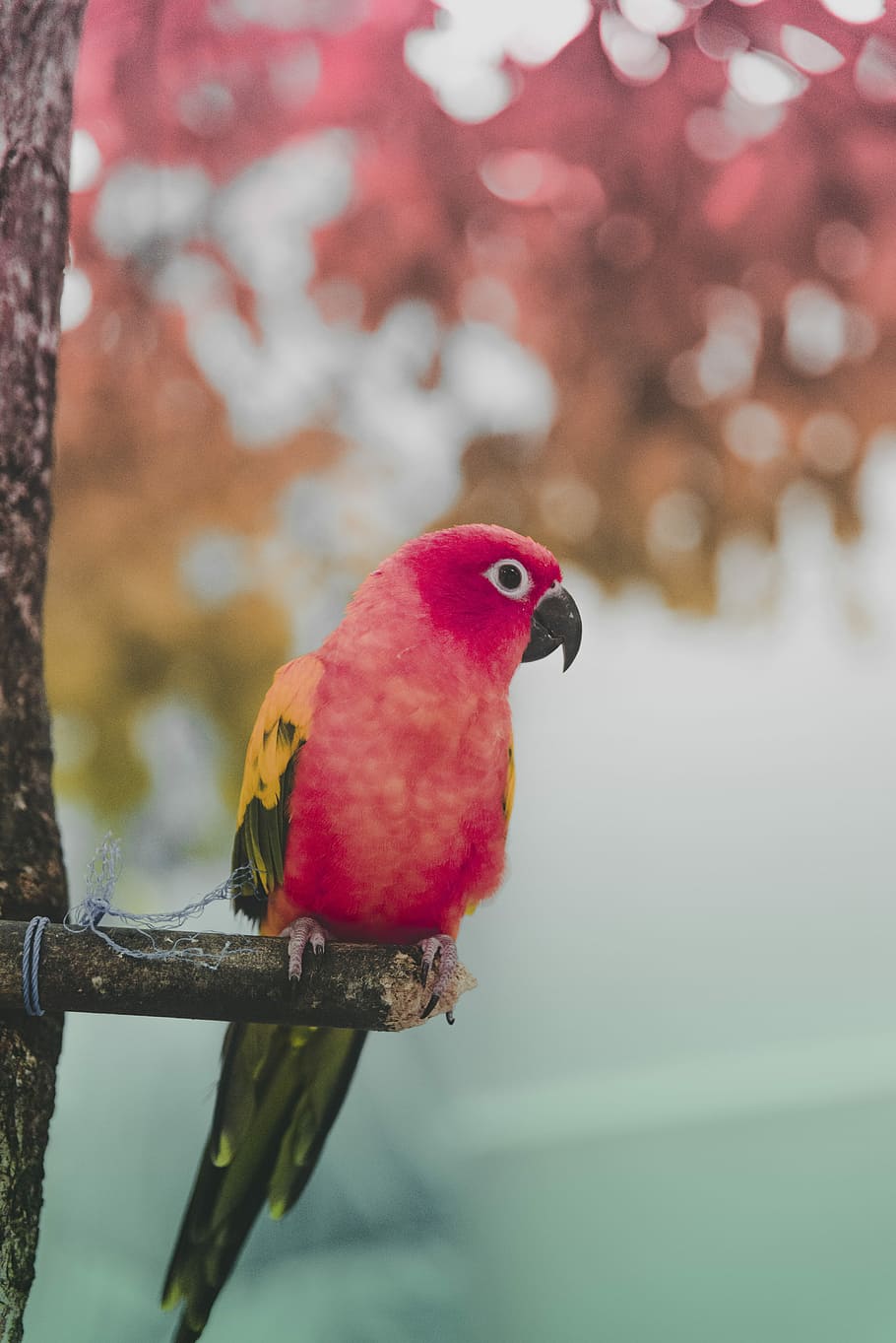 red and green parrot perching on tree trunk, red parrot on brown stick HD wallpaper