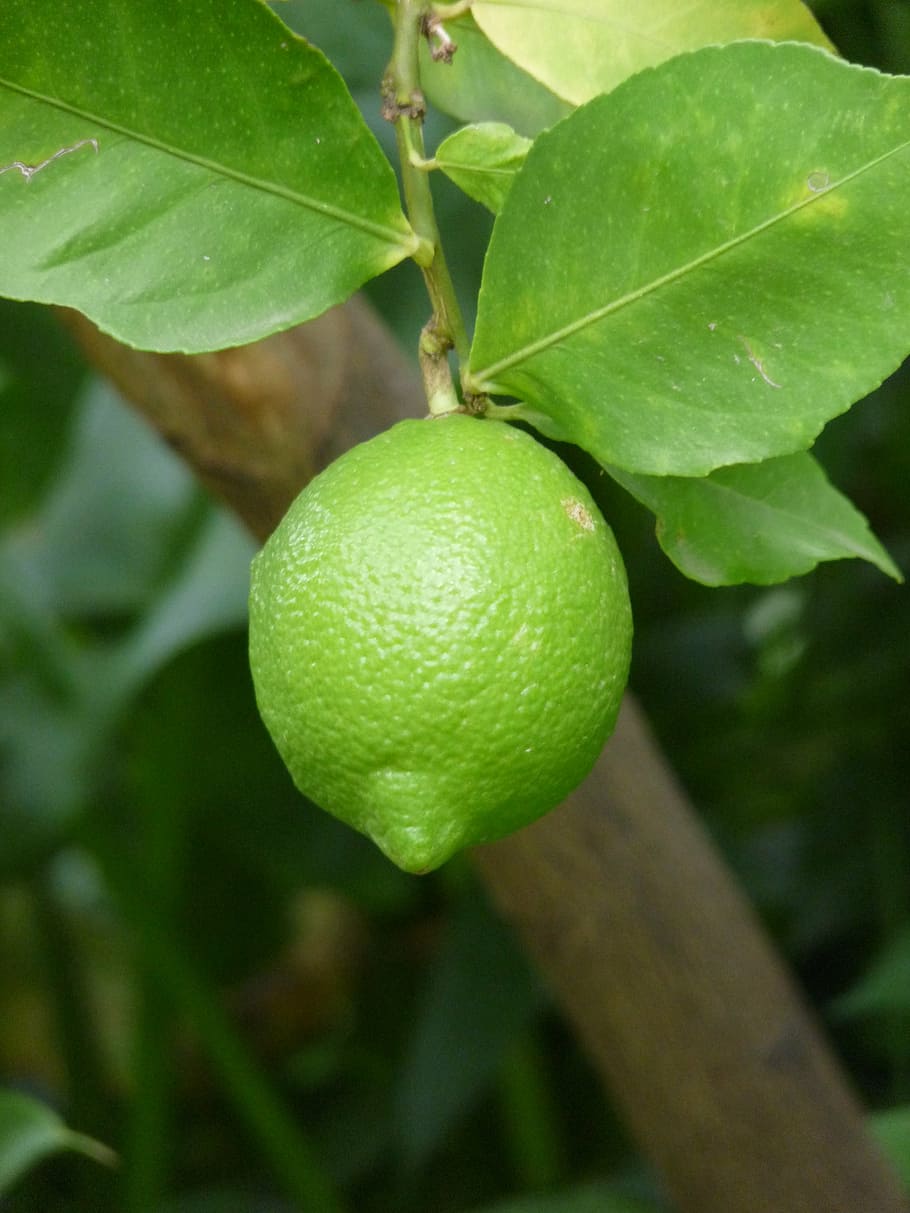 limone, branch, nature, green, leaves, citrus Fruit, lemon, HD wallpaper