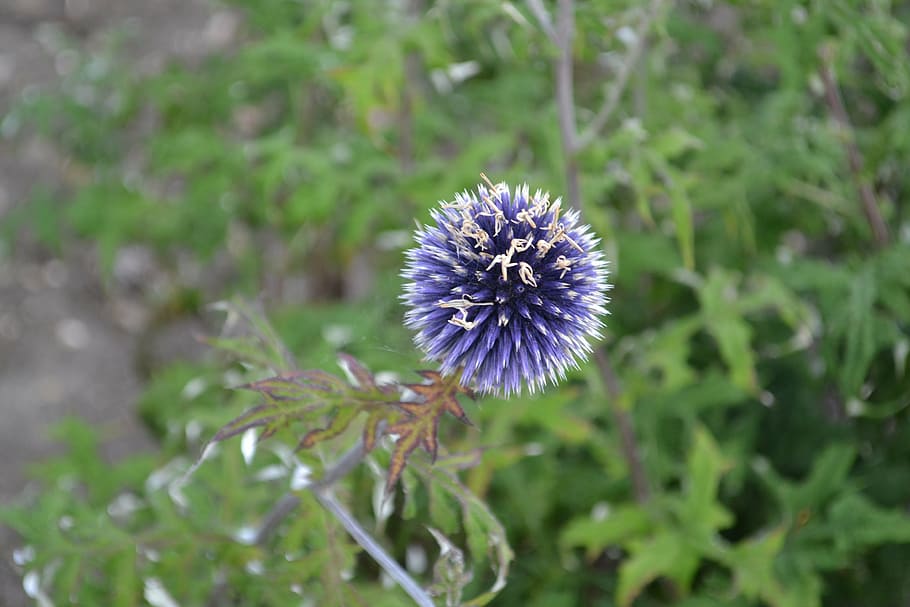 thistle, scotch, plant, flower, flowering plant, growth, freshness HD wallpaper