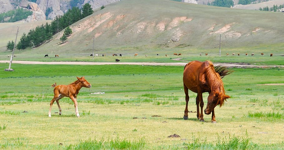 two horses on green field, Foal, Mare, Young, Animal, pasture, HD wallpaper