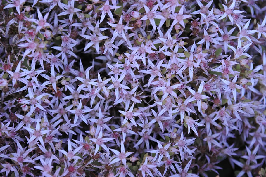 background, template, nature, flower, lilac, purple, pink, flowers HD wallpaper
