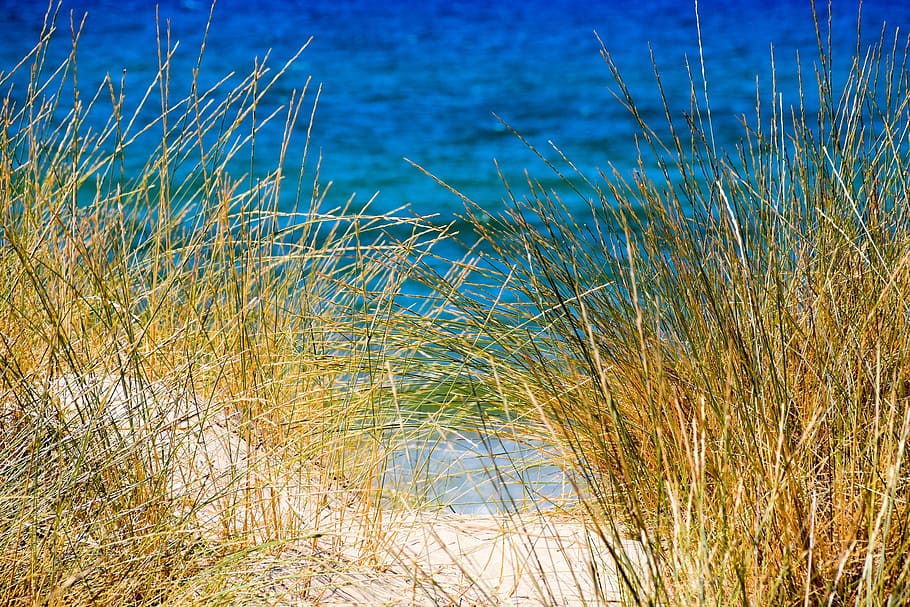 brown grass on shore, sea, sand, reed, beach, blue, green, yellow HD wallpaper