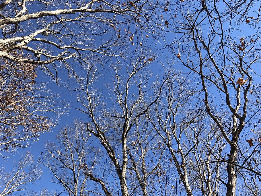 Trees, Leaves, Fall, Forest, Autumn, Sky, nature, blue, no people HD wallpaper
