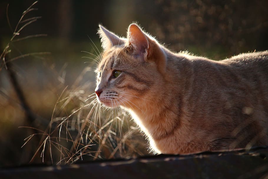 short-coated beige and brown cat, kitten, mackerel, cat face HD wallpaper
