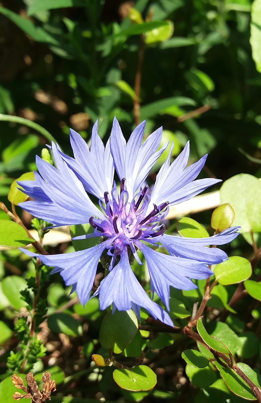 cornflower, blue, blossom, bloom, summer, plant, blossomed HD wallpaper
