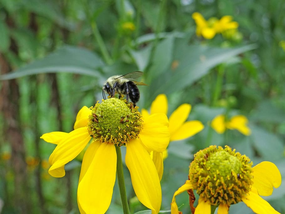 bee, pollinating, worker bee, insect, pollen, pollination, pollinate HD wallpaper