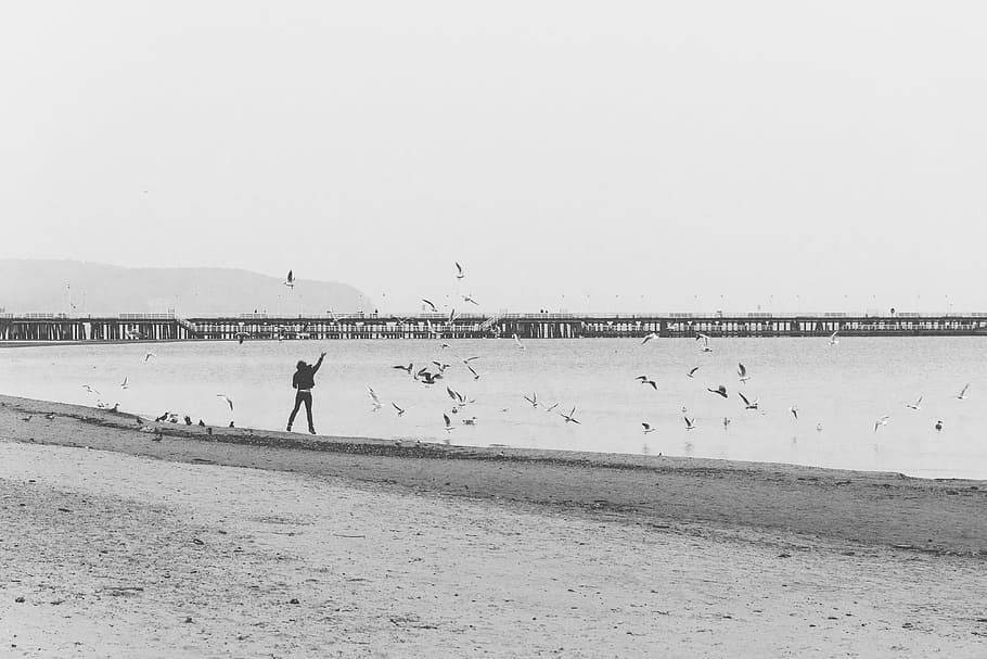 Shore, Man, Birds, Feeding, jumping, pier, boardwalk, bridge, HD wallpaper