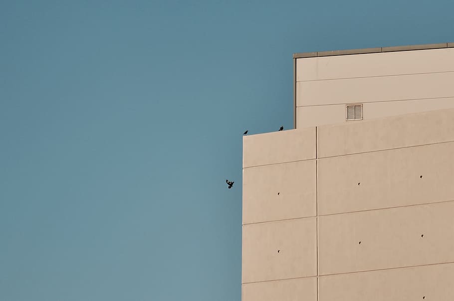 three birds beside building, gray concrete building, person, high HD wallpaper