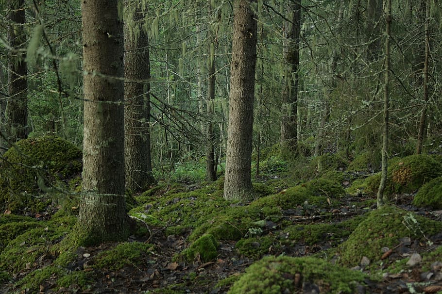 green forest during daytime, tree trunks, timber, lumber, wilderness HD wallpaper