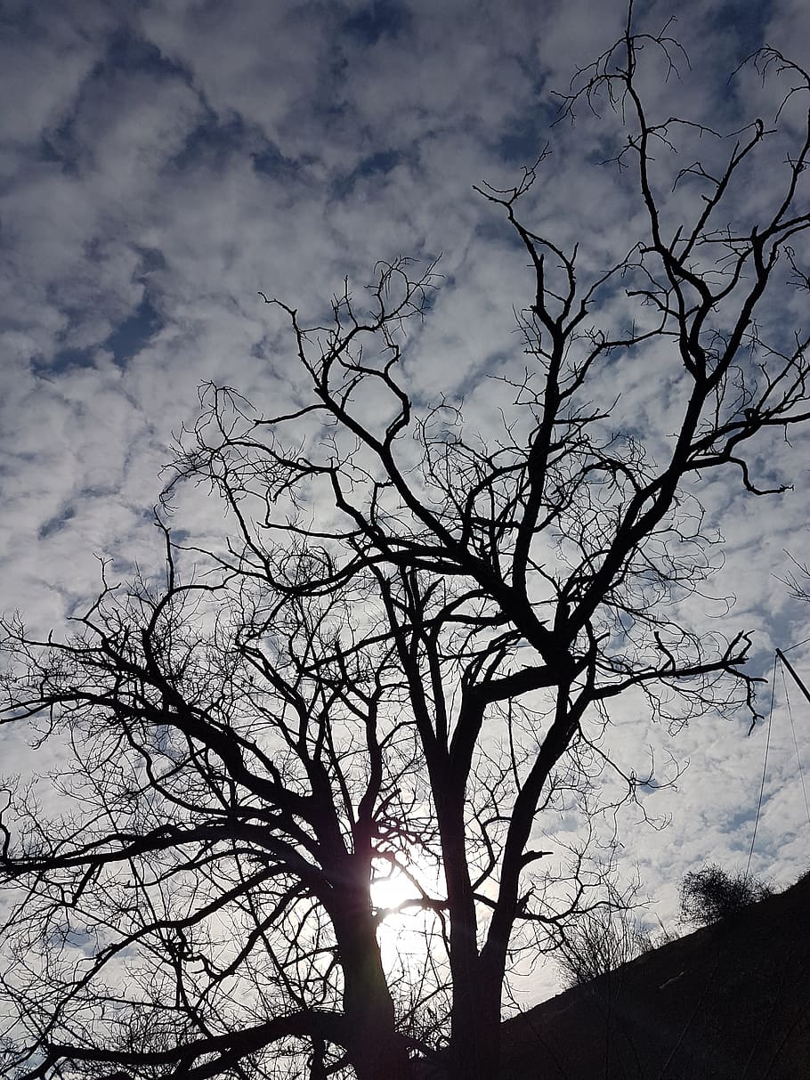 tree, winter, cold, nature, sky, winter trees, february, bare tree HD wallpaper