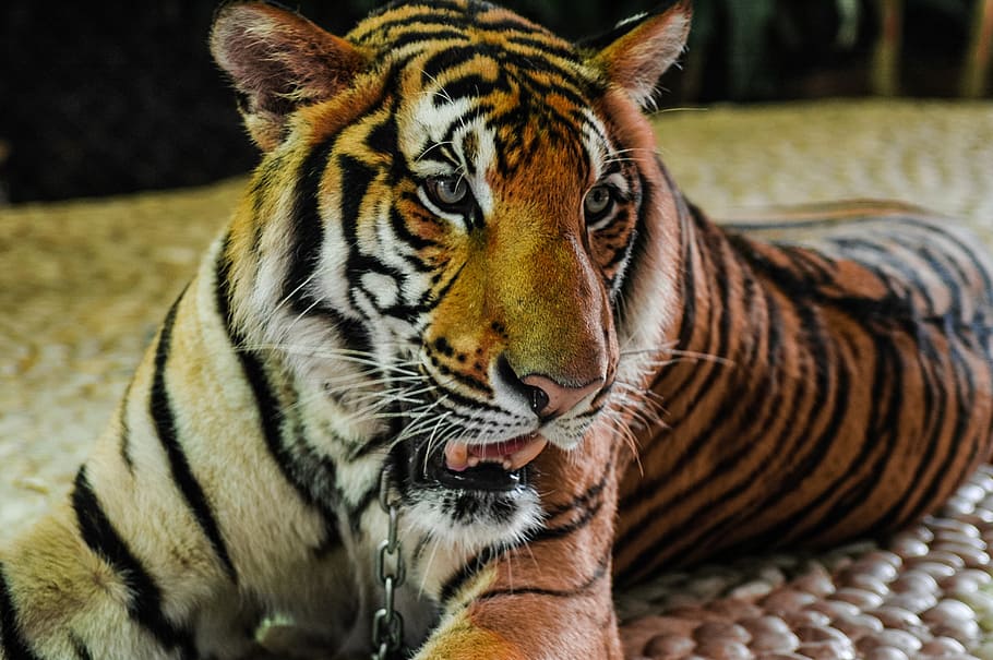 closeup photo of tiger, cat, portrait, animal themes, animal wildlife HD wallpaper