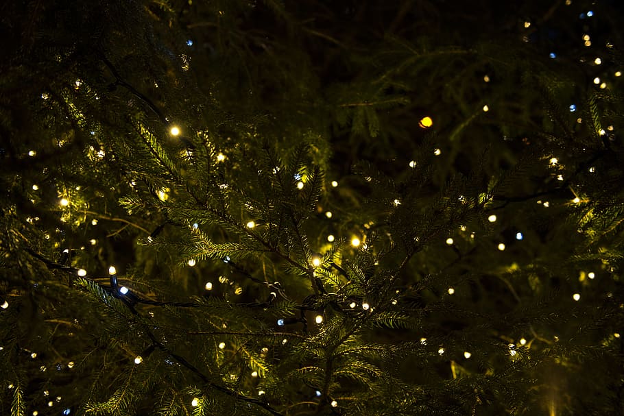 green tree with yellow lights, string lights on pine tree, xmas