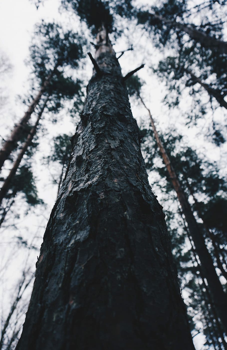 Nature, low angle photography of tree at daytime, forest, bark HD wallpaper