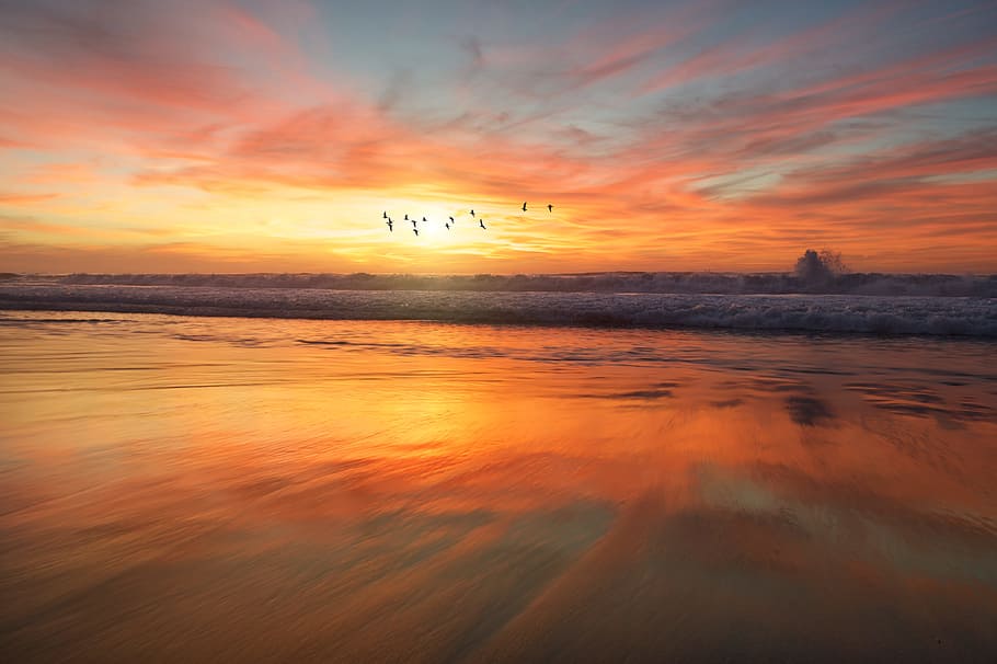 shoreline during golden hour, silhouette of flock of fowl flying over body of water HD wallpaper