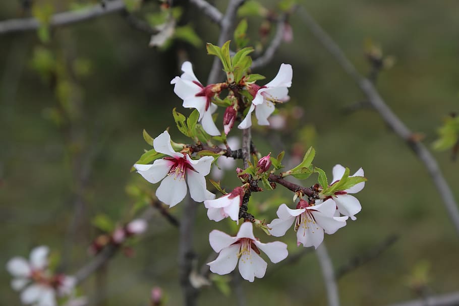 flower, tree, nature, plant, spring, flowering plant, freshness HD wallpaper