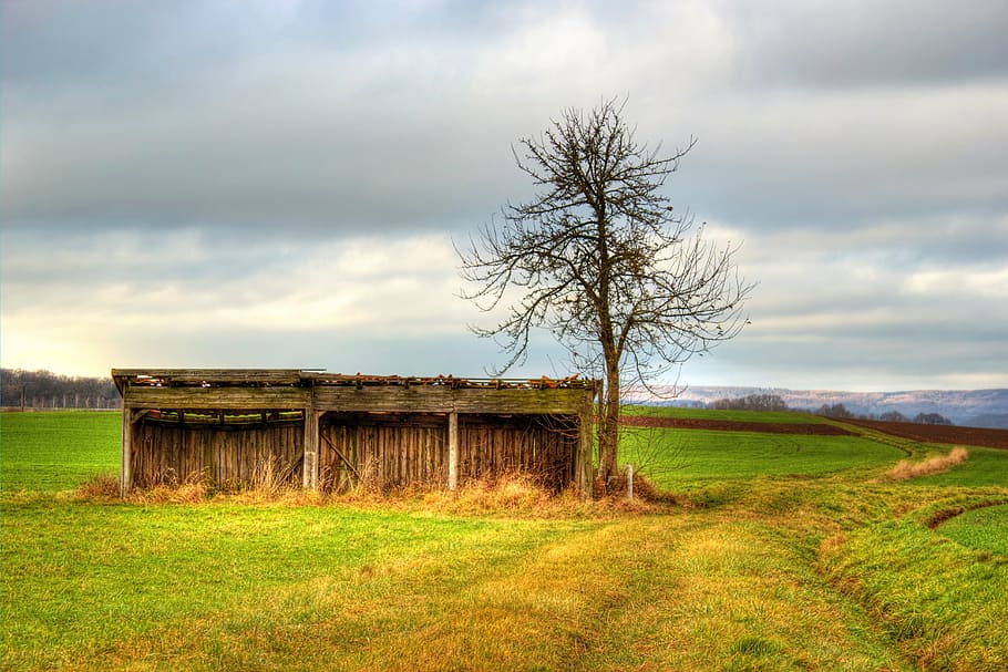 field, meadow, scale, green, nature, landscape, sky, clouds HD wallpaper