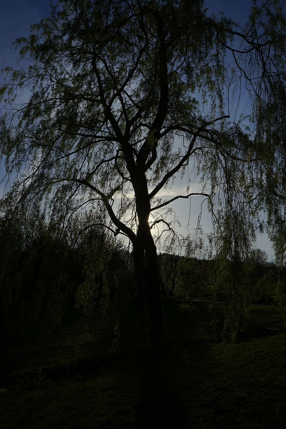 pasture, tree, back light, aesthetic, dark, threatening, plant HD wallpaper