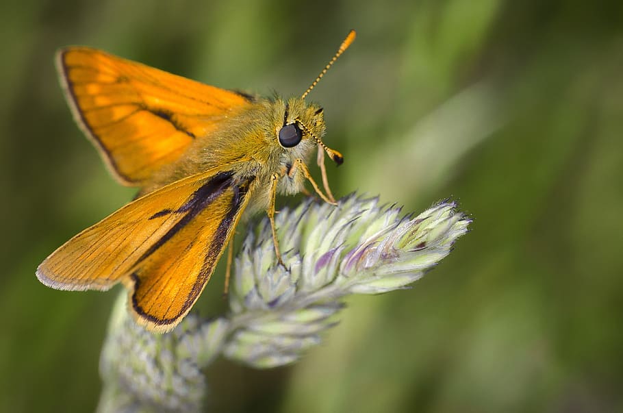 shallow focus photography of yellow moth, nature, insect, bug HD wallpaper