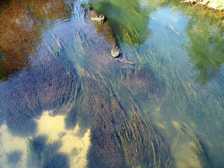 River, Algae, Seaweed, Water, river algae, clear water, riverbed HD wallpaper