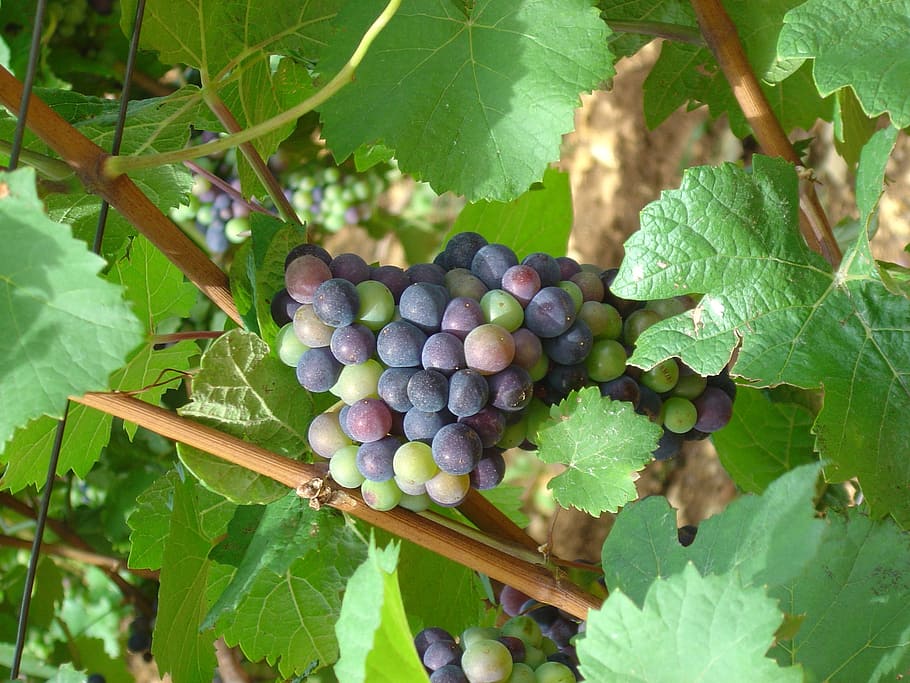 grapes, vine, blue, fruit, rebstock, vine leaves, winegrowing HD wallpaper