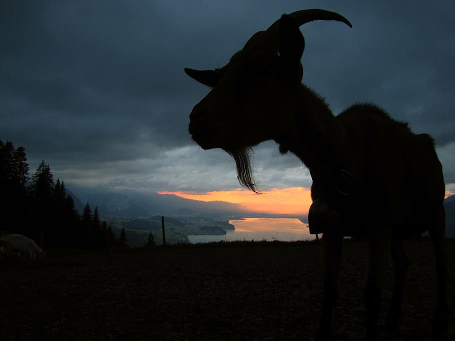 silhouette photo of goat, in the evening, sunset, light, dusk HD wallpaper