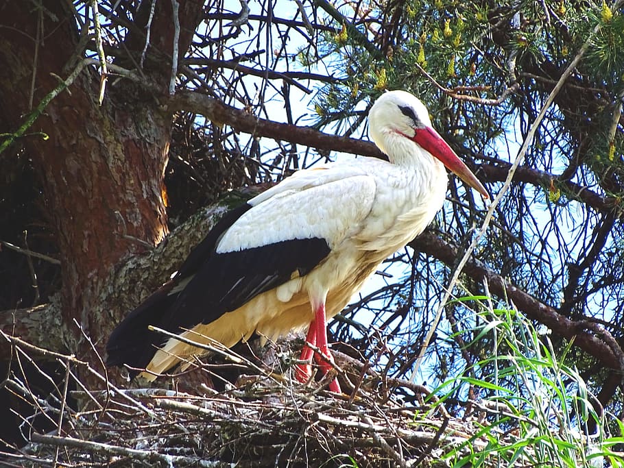 Stork, Nest, Bird, animals in the wild, animal wildlife, one animal HD wallpaper