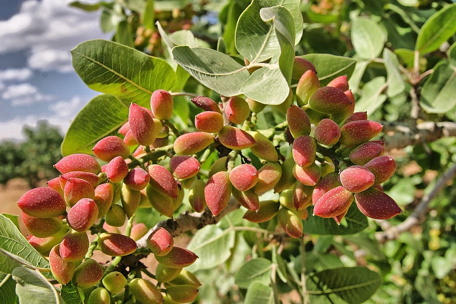 antep, peanut, tree, growth, leaf, food and drink, plant, fruit HD wallpaper