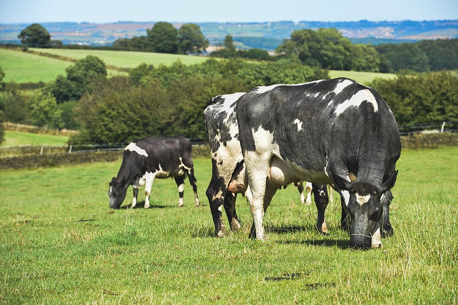 cow eating grass, Farmland, Livestock, Cattle, animal, agriculture, HD wallpaper