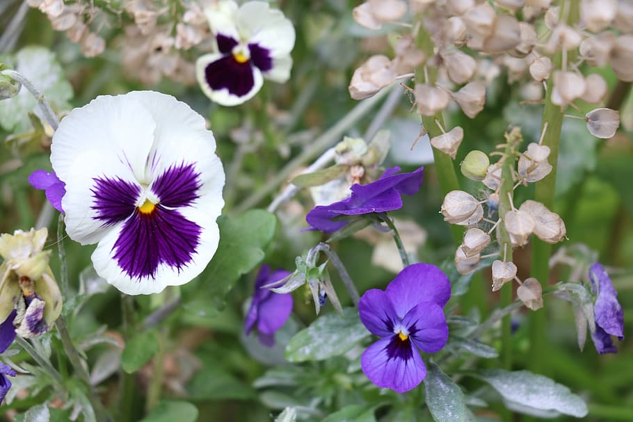 flower, flora, nature, leaf, lilac, blooming, floral, flowering plant HD wallpaper