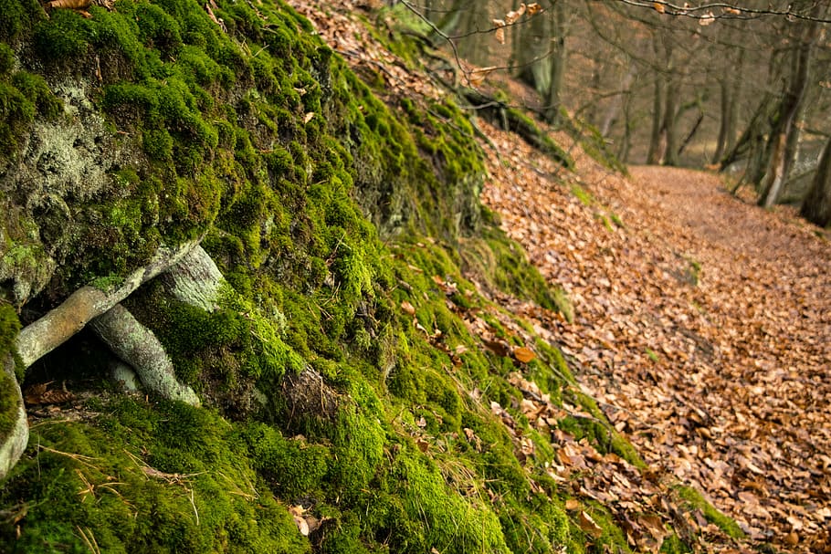 forest, away, leaves, moss, nature, landscape, hiking, forest path HD wallpaper