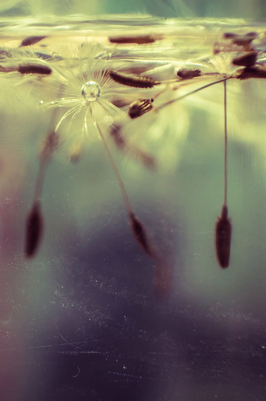 macroshot photography of brown water plants, dandelion, flower HD wallpaper