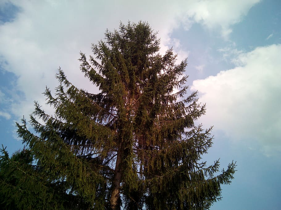 Pine Wood, Nature, Trees, cloud - sky, pine tree, day, no people HD wallpaper