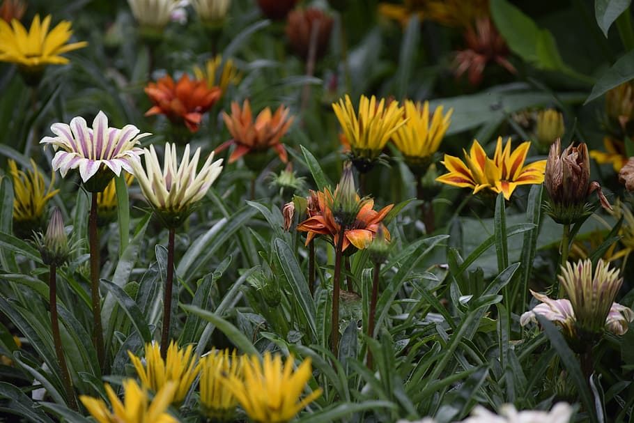 flowers, colors, summer, flowering plant, beauty in nature HD wallpaper