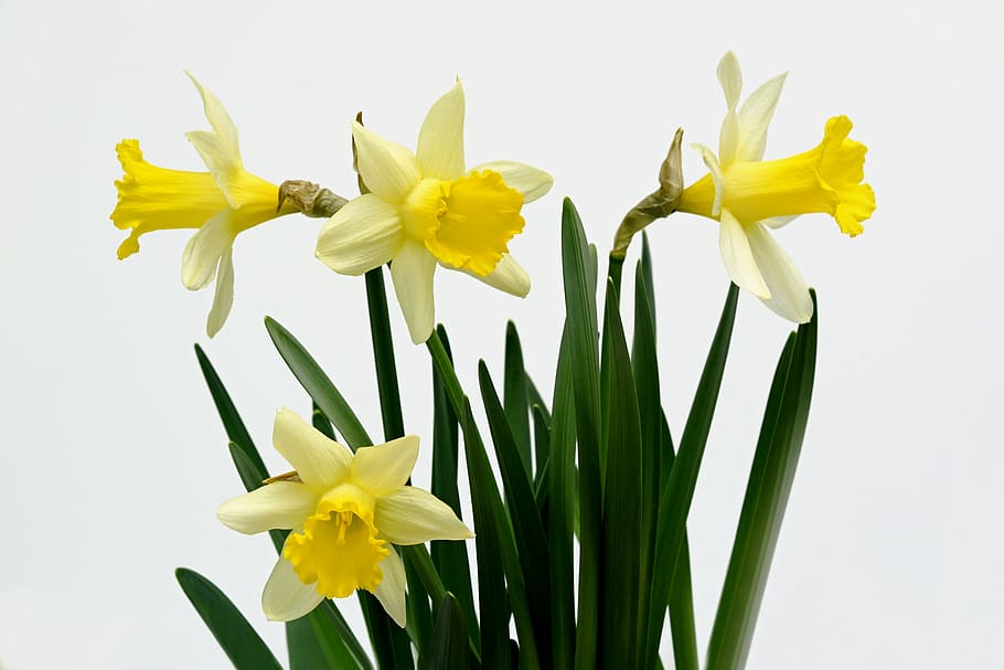 closeup photography of yellow petaled flowers, daffodils, spring HD wallpaper