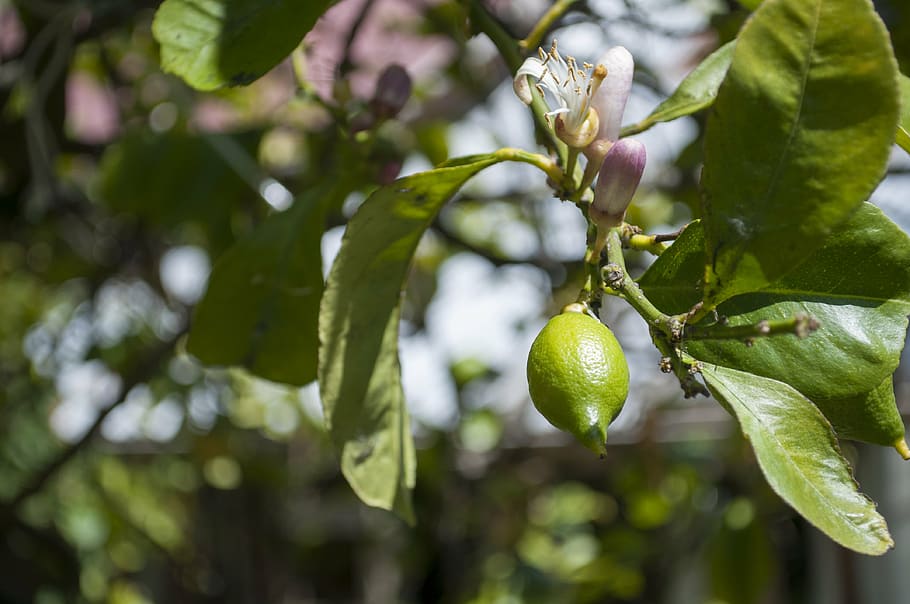 lemon, fruit, tree, growth, plant, food, food and drink, leaf HD wallpaper