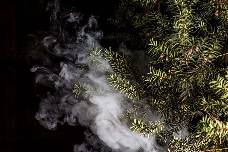 smoke, vape, plant, english yew, vaporizer, vaping, e-cigarette