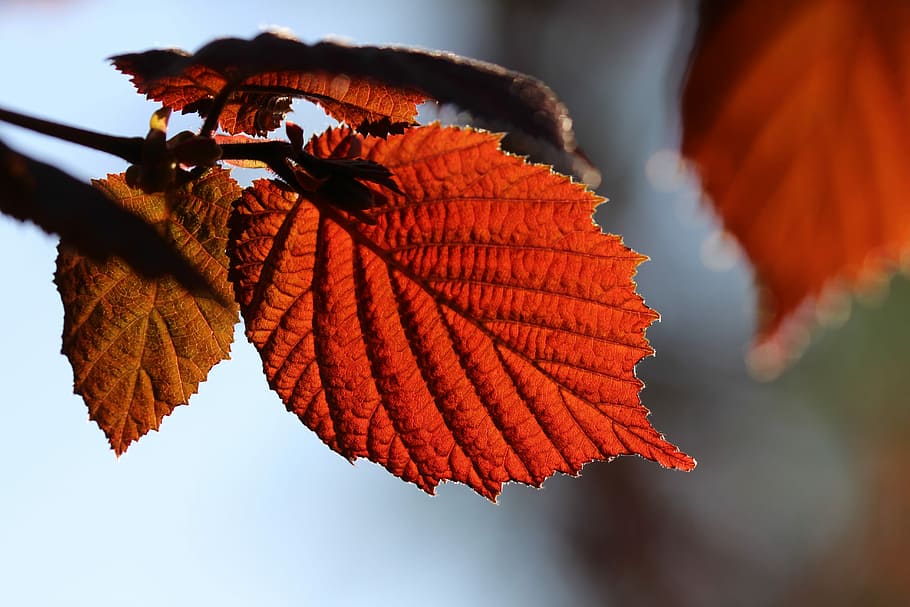 Leaf, Hazelnut, Back Light, walnut hazel leaf, autumn, no people HD wallpaper