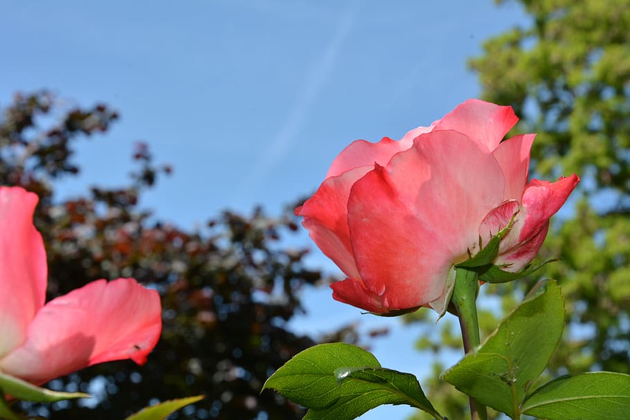 rose, garden, pink, flowering plant, beauty in nature, petal HD wallpaper