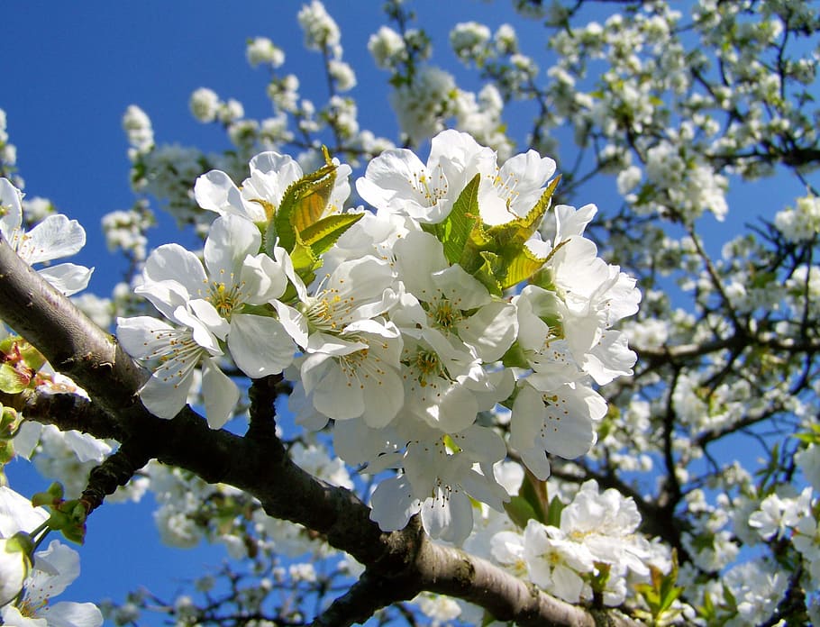 cherry blossoms, fruit tree, white flower, flowering plant HD wallpaper