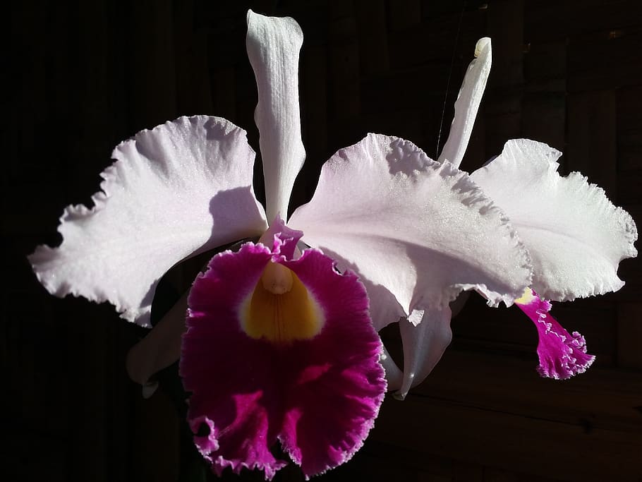 Hd Wallpaper Cattleya Orchid Flower Nature Plant Orchids Tropical Wallpaper Flare