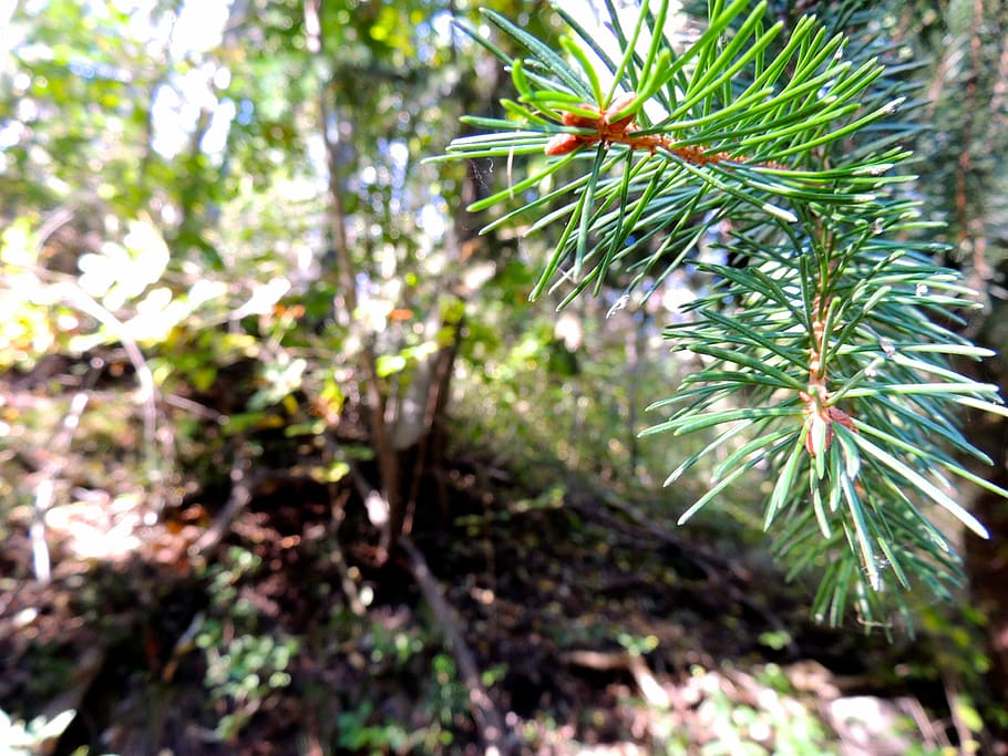 needles, conifer, forest, tree, branch, christmas, fir Tree HD wallpaper