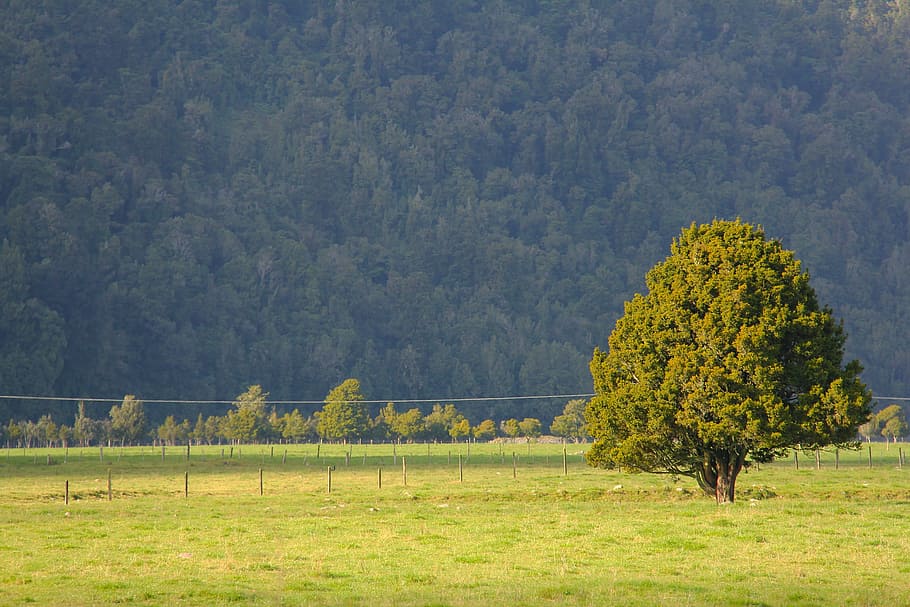 Greenery, Scenery, Green, Tree, Field, breathtaking, fox glacier HD wallpaper