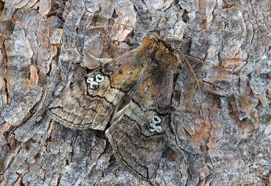 moth, macro, insect, close, wing, 80, tree trunk, no people HD wallpaper