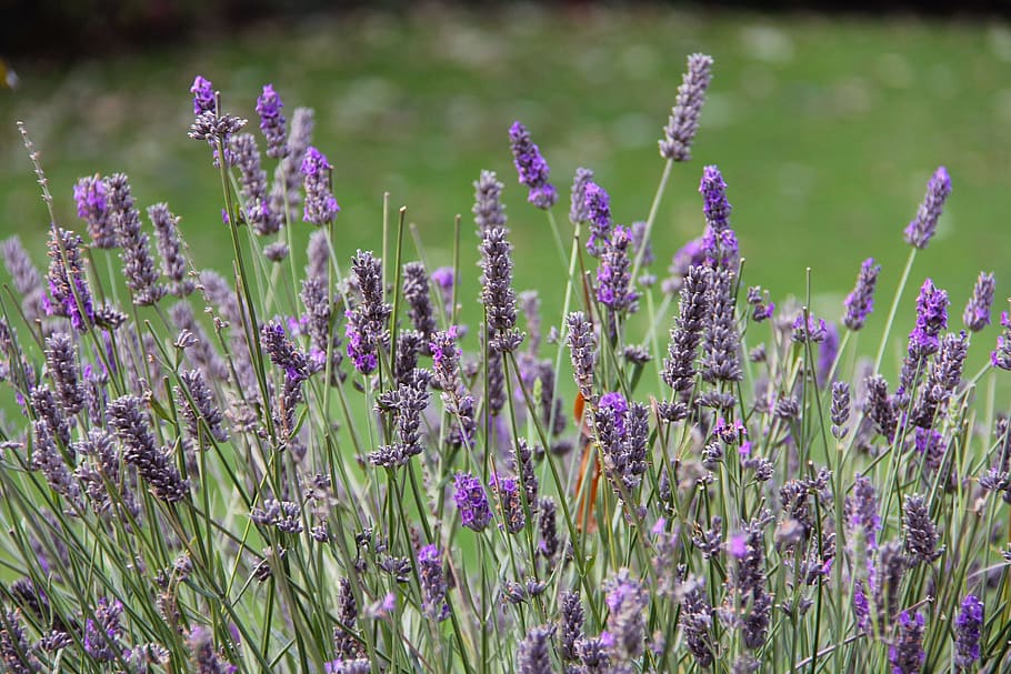 HD wallpaper: lavender, farm, beautiful, enchanting, beauty, wanaka ...