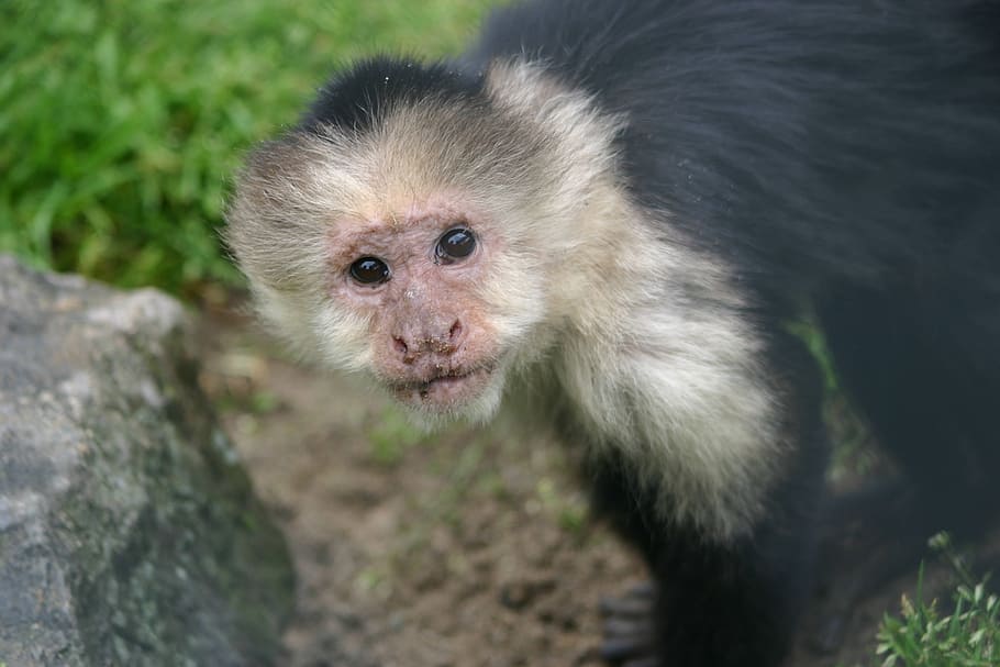 cute, nature, mammal, monkey, animal world, portrait, fur, animal themes HD wallpaper