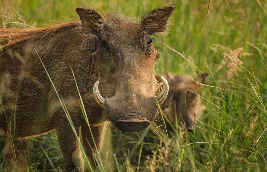 gray wild boar on green grass, warthog, tusks, ivory, warts, savanna